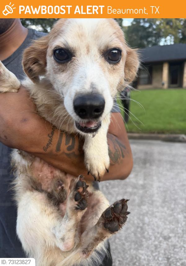 Found/Stray Male Dog last seen Neighborhood, Beaumont, TX 77706