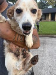 Found/Stray Male Dog last seen Neighborhood, Beaumont, TX 77706