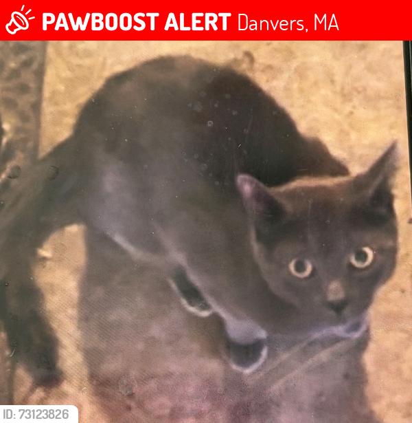 Lost Male Cat last seen Danvers Trailer Park, Danvers, MA 01923