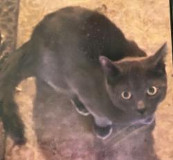 Lost Male Cat last seen Danvers Trailer Park, Danvers, MA 01923