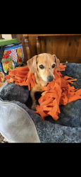 Lost Male Dog last seen 101st street and Altura, Commerce City, CO 80022