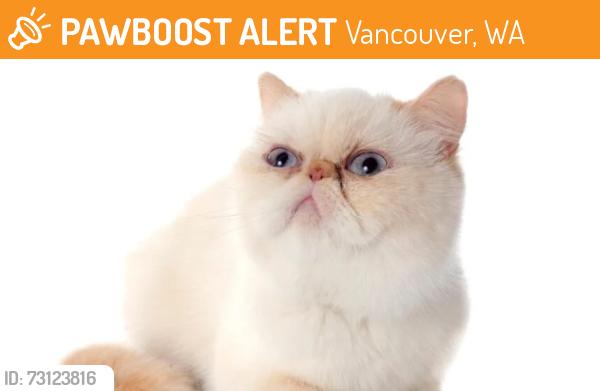 Found/Stray Female Cat last seen 156th, Vancouver, WA 98683