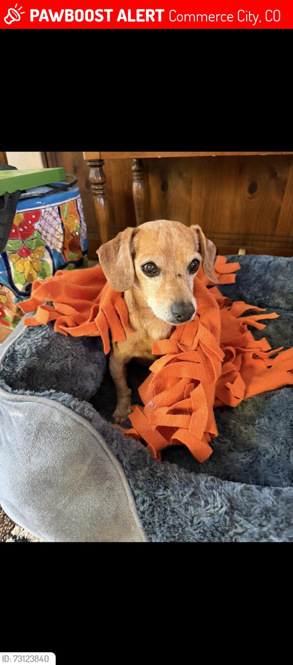 Lost Male Dog last seen 101st street and Altura, Commerce City, CO 80022