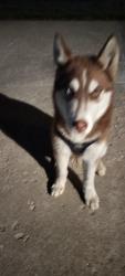 Found/Stray Female Dog last seen 12th liberty, Erie, PA 16507