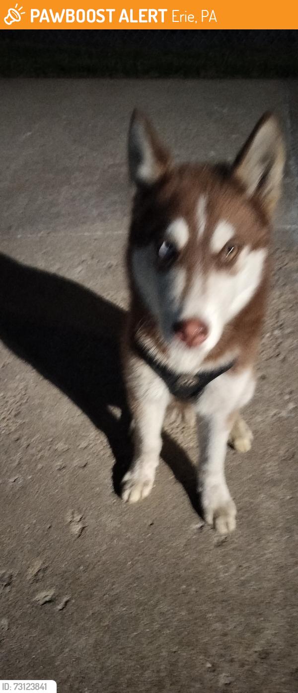 Found/Stray Female Dog last seen 12th liberty, Erie, PA 16507