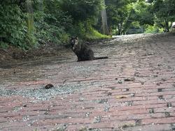 Found/Stray Female Cat last seen Charming St and Delaware St, Pittsburgh, PA 15214