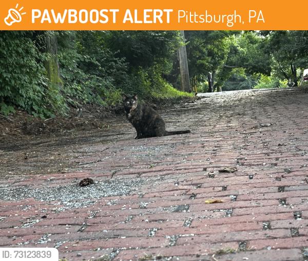 Found/Stray Female Cat last seen Charming St and Delaware St, Pittsburgh, PA 15214