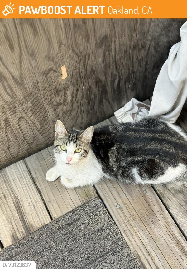 Found/Stray Female Cat last seen The Salvation Army family store area/freeway/Elephant Trunk Hill Guilin Rice Noodle, Oakland, CA 94607