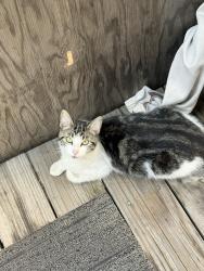 Found/Stray Female Cat last seen The Salvation Army family store area/freeway/Elephant Trunk Hill Guilin Rice Noodle, Oakland, CA 94607