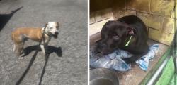 Found/Stray Unknown Dog last seen Gary Animal Control, Gary, IN 46402