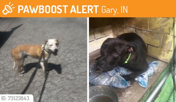 Found/Stray Unknown Dog last seen Gary Animal Control, Gary, IN 46402