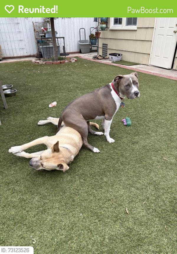 Reunited Female Dog last seen Atlanta Drive and Collier Street, San Diego, CA 92115