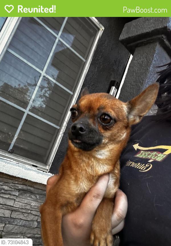 Reunited Female Dog last seen Near S Garey Ave, Pomona, CA 91766, USA, Pomona, CA 91766