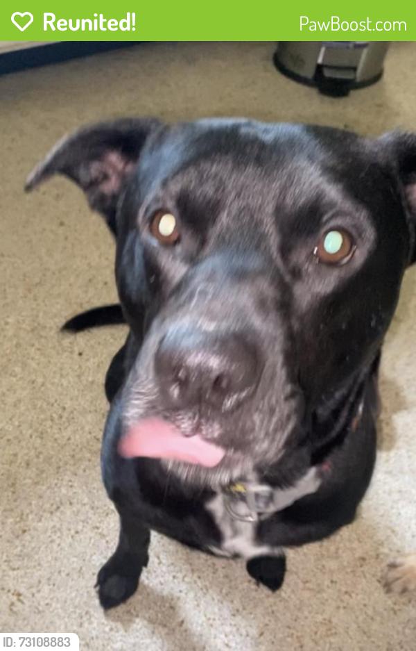 Reunited Male Dog last seen Sunray (by Publix) x baywood dr., Holiday, FL 34690
