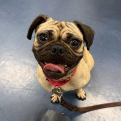 Shelter Stray Female Dog last seen , 3612 11th Ave, Los Angeles, CA 90018, USA