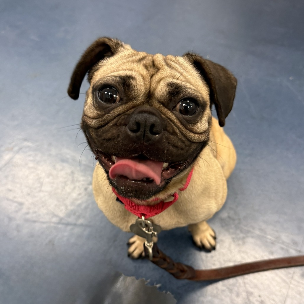 Shelter Stray Female Dog last seen , 3612 11th Ave, Los Angeles, CA 90018, USA