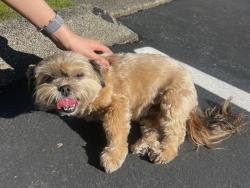 Reunited Unknown Dog last seen Kent valley ice center, Kent, WA 98032