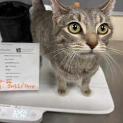 Shelter Stray Female Cat last seen , 361 S Raymond Ave, Pasadena, CA 91105, USA