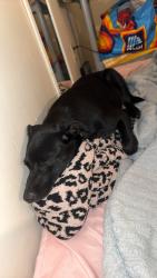 Found/Stray Female Dog last seen Near Adams Landing/9th st W, Huntington, WV 25704