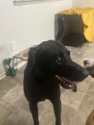 Reunited Male Dog last seen Caquiny loop, Fayetteville, NC 28307