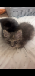 Lost Female Cat last seen Daisy Avenue, Long Beach, CA 90813