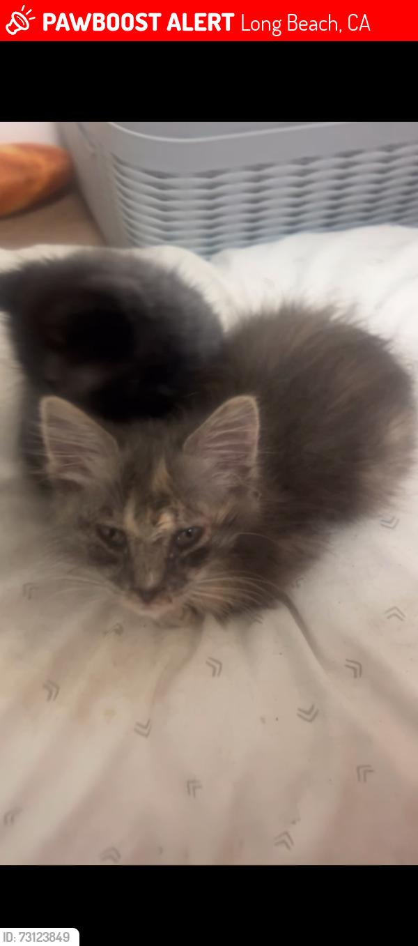 Lost Female Cat last seen Daisy Avenue, Long Beach, CA 90813