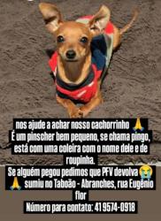 Lost Male Dog last seen Cruzamento, perto de escola, Abranches, PR 82130-290