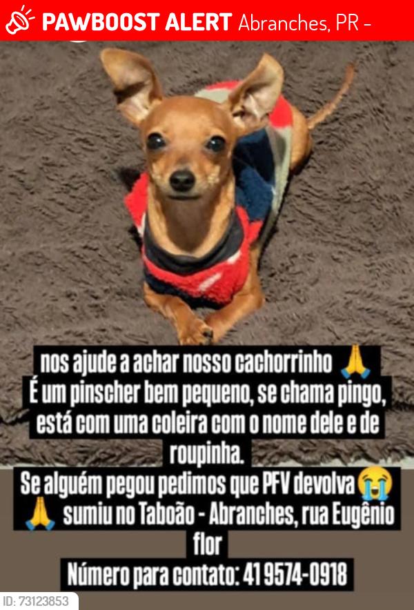 Lost Male Dog last seen Cruzamento, perto de escola, Abranches, PR 82130-290