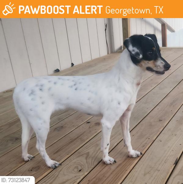 Found/Stray Male Dog last seen Near Co Rd 254, Georgetown, TX 78633