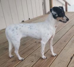 Found/Stray Male Dog last seen Near Co Rd 254, Georgetown, TX 78633