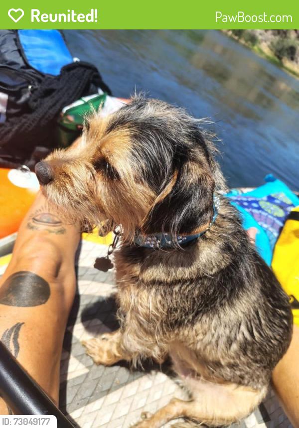 Reunited Female Dog last seen Salt River, Salt River, AZ 85213