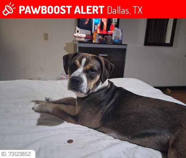 Lost Female Dog last seen Cedar Springs and Knight, Dallas, TX 75219