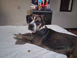 Lost Female Dog last seen Cedar Springs and Knight, Dallas, TX 75219