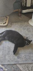 Reunited Female Cat last seen Amador Lakes apmts, Dublin, CA 94568