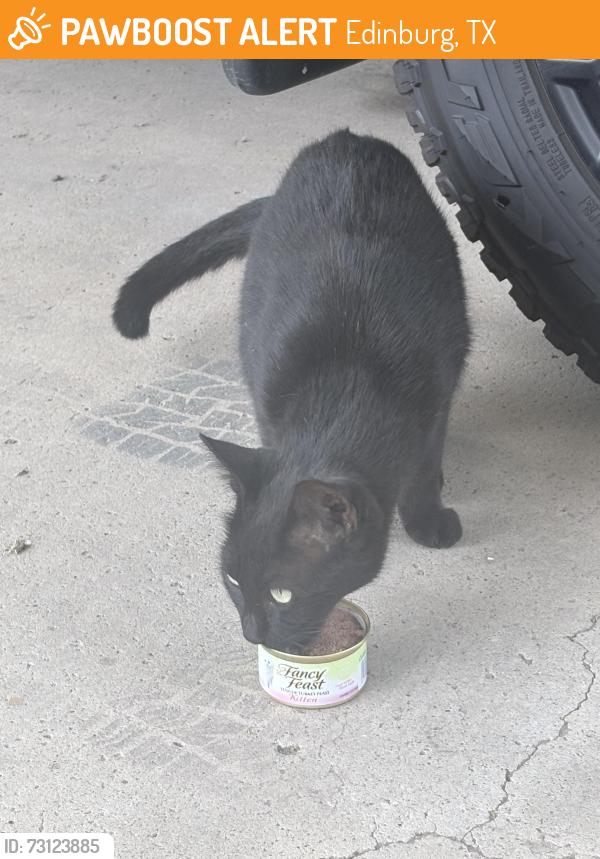 Found/Stray Unknown Cat last seen Ramseyer rd, Edinburg, TX 78542