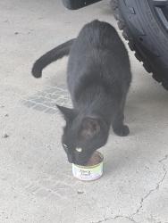 Found/Stray Unknown Cat last seen Ramseyer rd, Edinburg, TX 78542