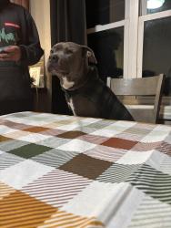 Reunited Male Dog last seen Long John silvers, Gary, IN 46408
