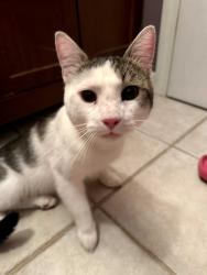 Found/Stray Male Cat last seen Caleb amd middlesex, Lowell, MA 01851