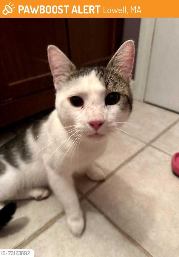 Found/Stray Male Cat last seen Caleb amd middlesex, Lowell, MA 01851