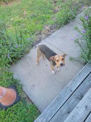 Found/Stray Female Dog last seen Fallbrook and fm148, Crandall, TX 75114