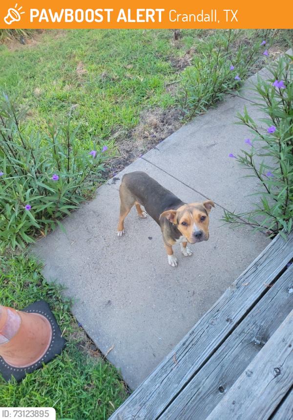 Found/Stray Female Dog last seen Fallbrook and fm148, Crandall, TX 75114