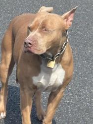 Reunited Unknown Dog last seen Corner of rinavore and bergin , Ferny Grove, QLD 4055