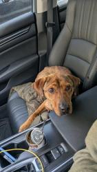 Found/Stray Female Dog last seen Los Angeles California, Los Angeles, CA 90023