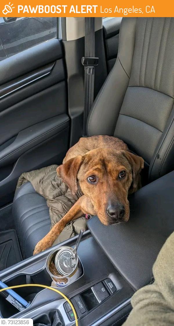 Found/Stray Female Dog last seen Los Angeles California, Los Angeles, CA 90023