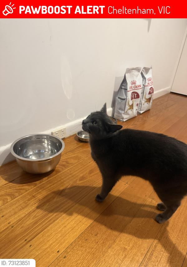 Lost Male Cat last seen Southland shopping centre, Cheltenham, VIC 3192