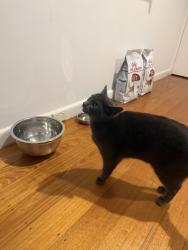Lost Male Cat last seen Southland shopping centre, Cheltenham, VIC 3192