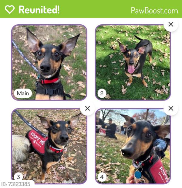 Reunited Female Dog last seen Near Carleton St, Berkeley, CA 94704, USA, Berkeley, CA 94704