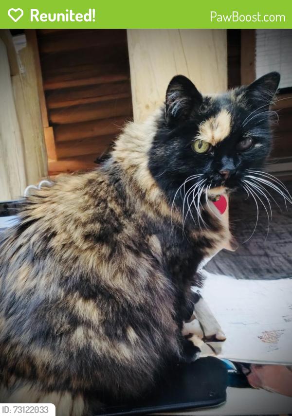 Reunited Female Cat last seen Near Carriage Wheel, Corinth TX 76210, Corinth, TX 76210