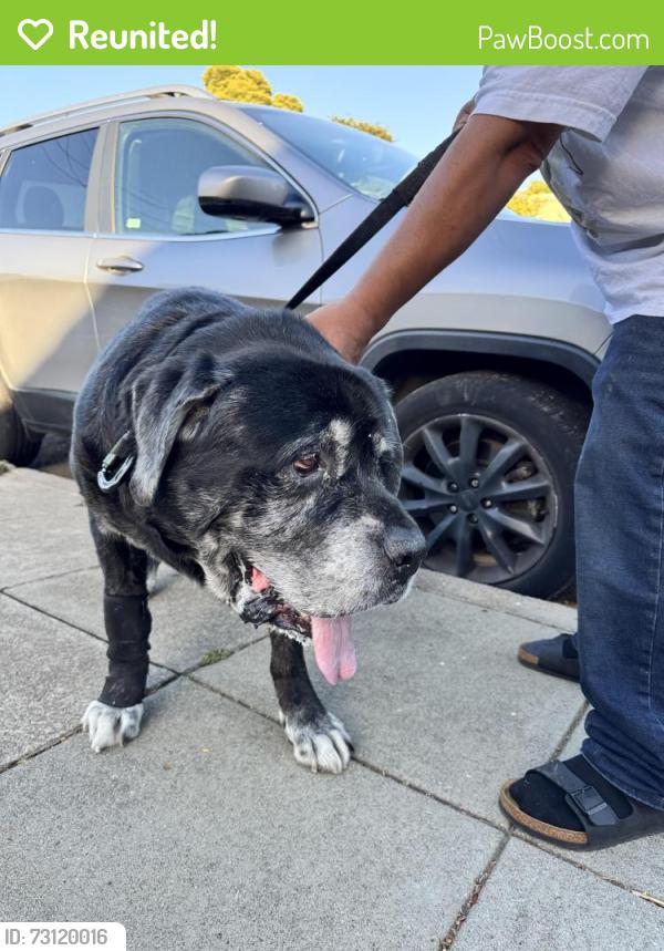 Reunited Male Dog last seen 60th Avenue between Camden and Brann, Oakland, CA 94605