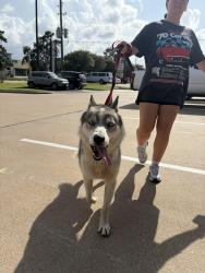 Found/Stray Male Dog last seen parkmaple, Katy, TX 77450